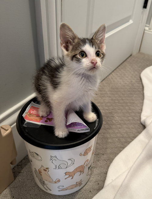 Indy, American Shorthair, cat for adoption in Calumet City, Illinois