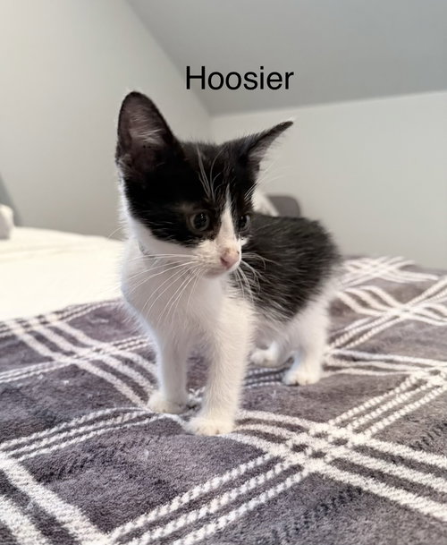 Hoosier