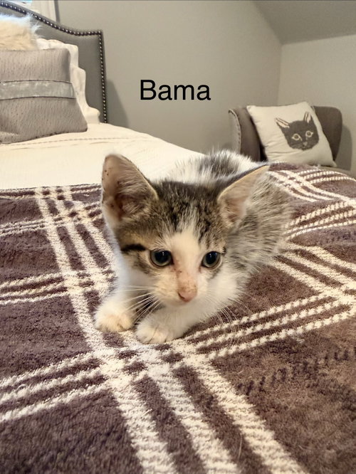 Bama