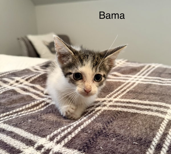 Bama