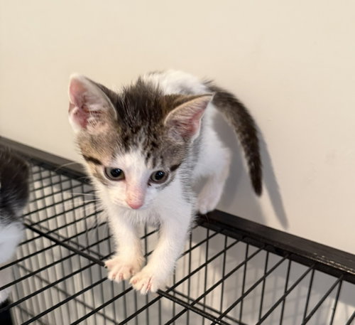 Bama, American Shorthair, cat for adoption in Calumet City, Illinois