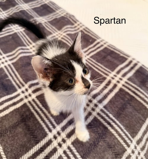 Spartan