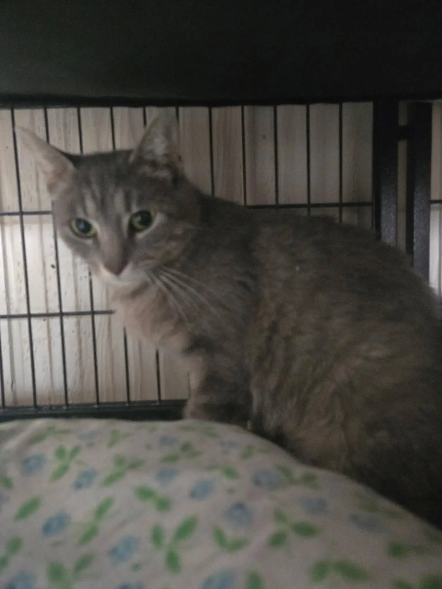 Mary Jane - Domestic Short Hair