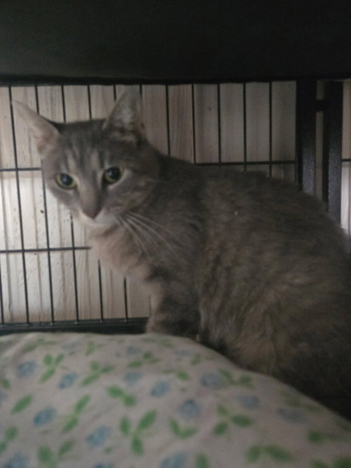 Mary Jane, Adult Domestic Short Hair (short coat), cat for adoption in Cicero, Illinois