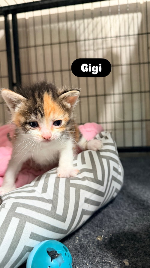 Gigi Hadid, Baby Domestic Short Hair (medium coat), cat for adoption in Crown Point, Indiana
