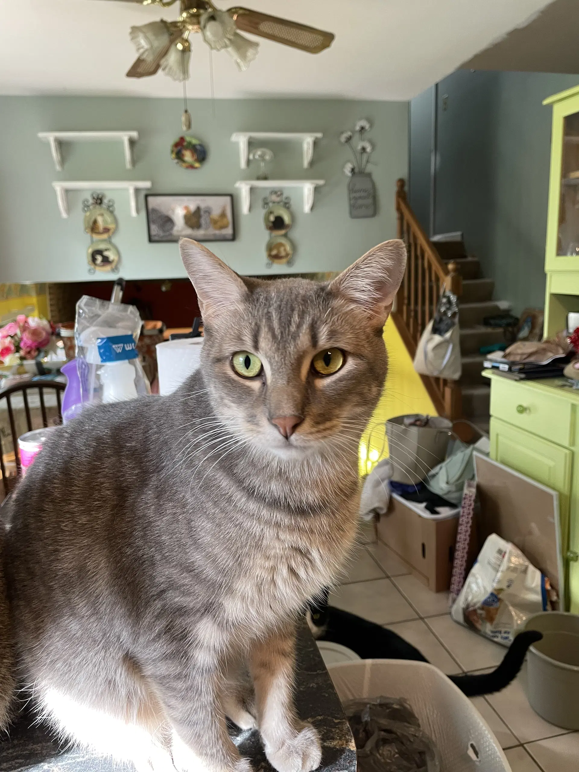 Basil - American Shorthair