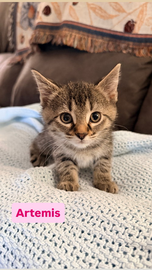 Artemis, Domestic Short Hair, cat for adoption in Crown Point, Indiana
