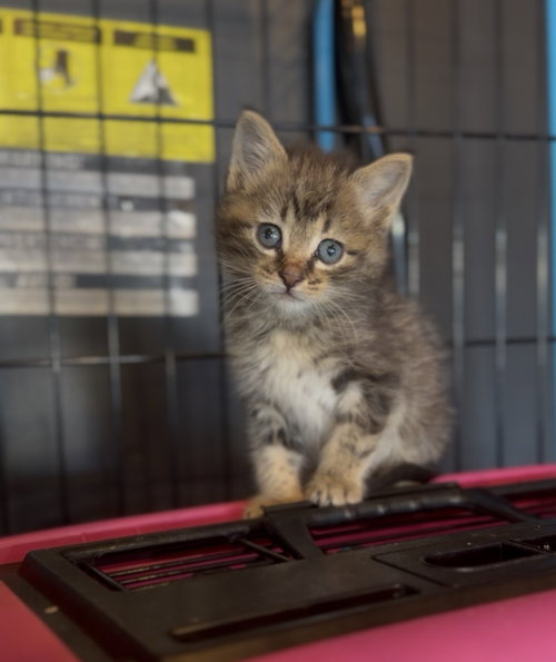 Mario, Baby Domestic Short Hair / Tabby, cat for adoption in Calumet City, Illinois