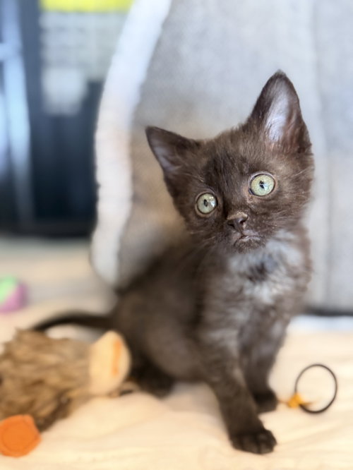 Luigi, Baby Domestic Short Hair / Domestic Short Hair, cat for adoption in Calumet City, Illinois