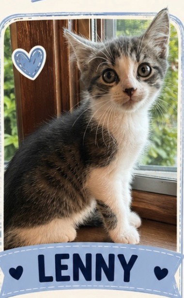 Lenny, Domestic Short Hair, cat for adoption in Romeoville, Illinois