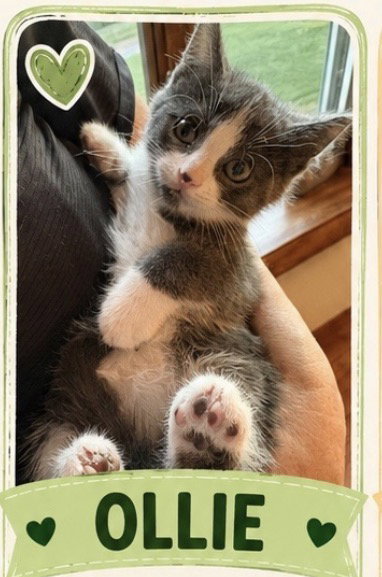 Ollie, Domestic Short Hair, cat for adoption in Romeoville, Illinois