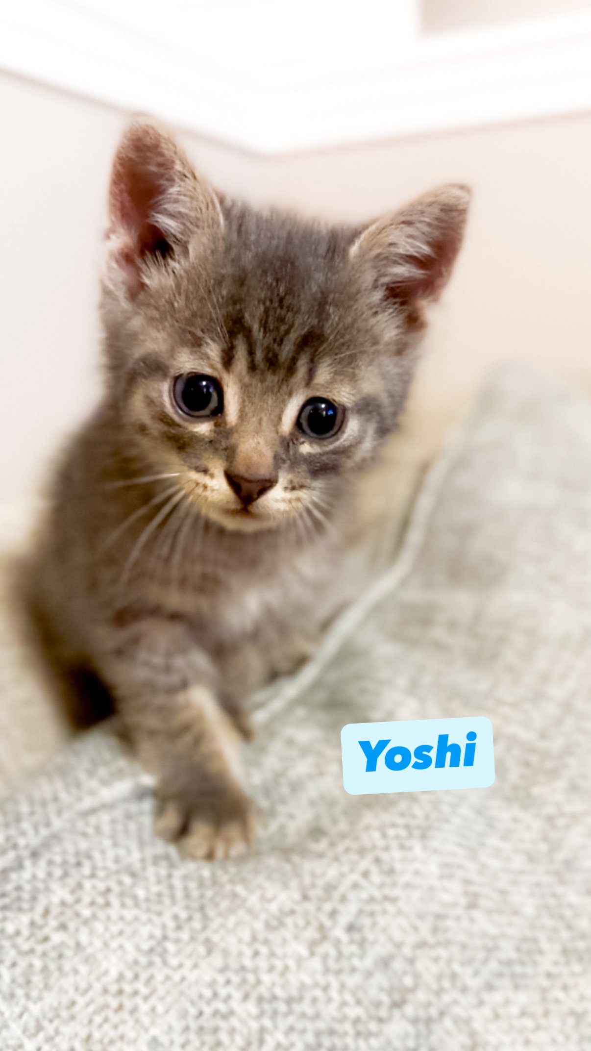 Yoshi