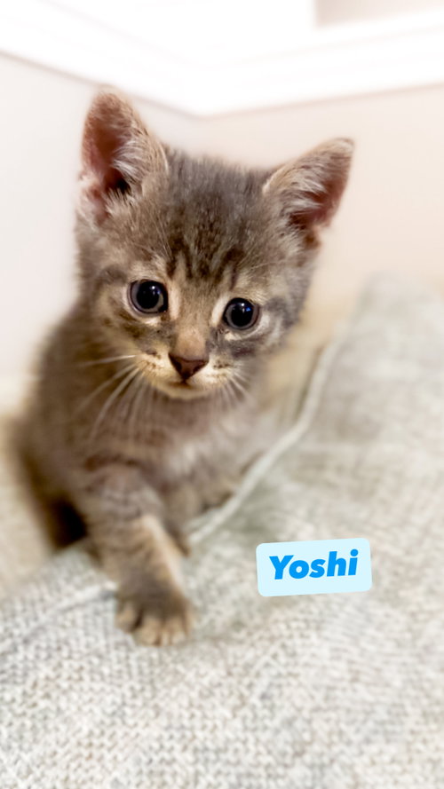 Yoshi, Baby Domestic Short Hair, cat for adoption in Romeoville, Illinois
