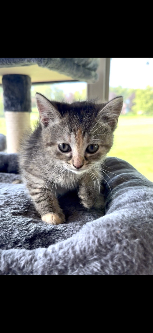 Suri, Domestic Short Hair, cat for adoption in Joliet, Illinois