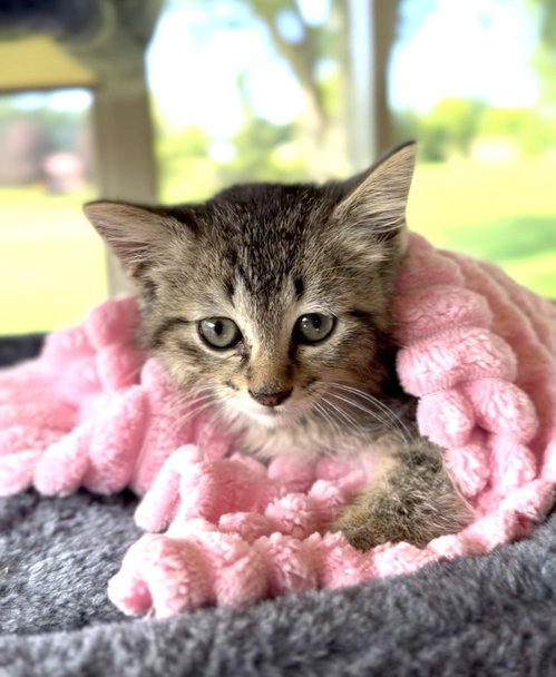 Aire, Domestic Short Hair, cat for adoption in Joliet, Illinois