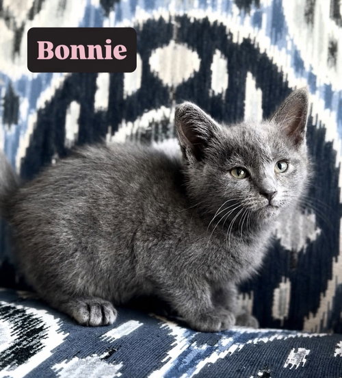Bonnie, an adoptable American Shorthair in Crown Point, IN