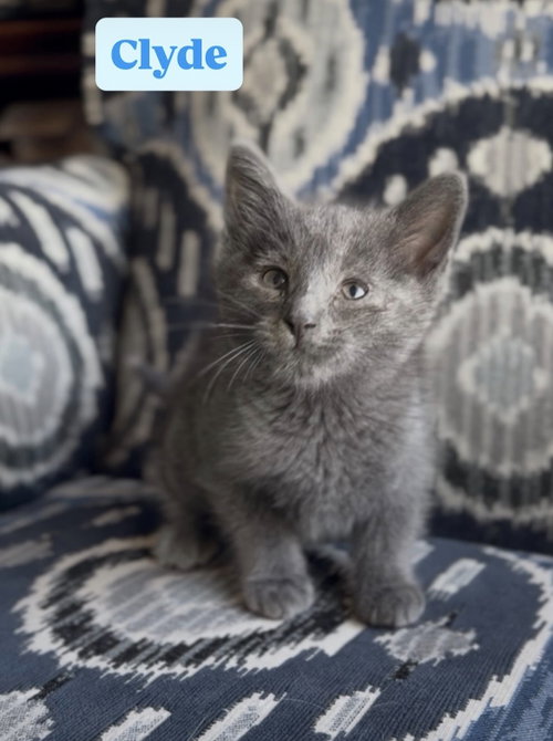 Clyde, an adoptable American Shorthair in Crown Point, IN