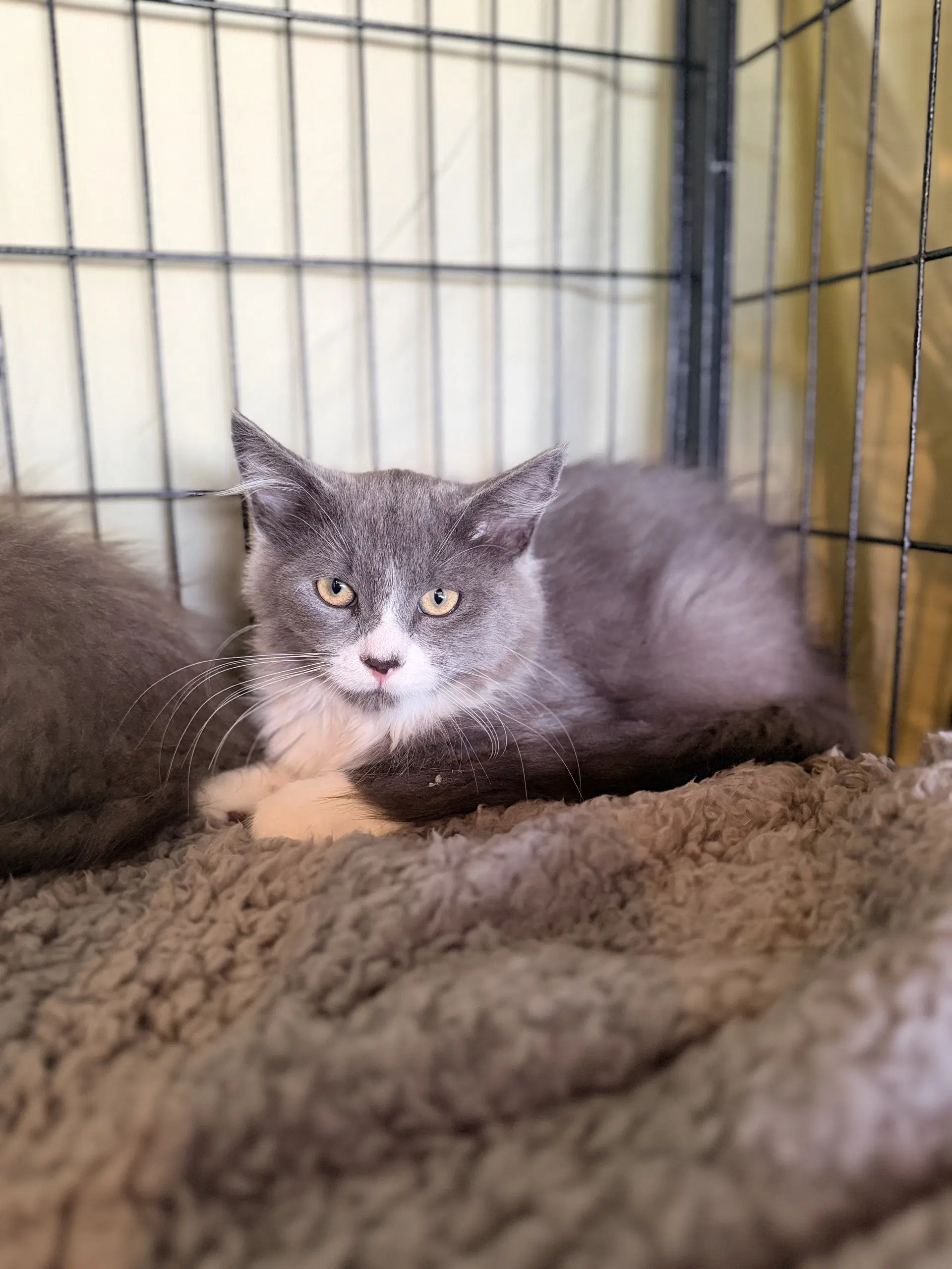 Winston - Domestic Long Hair