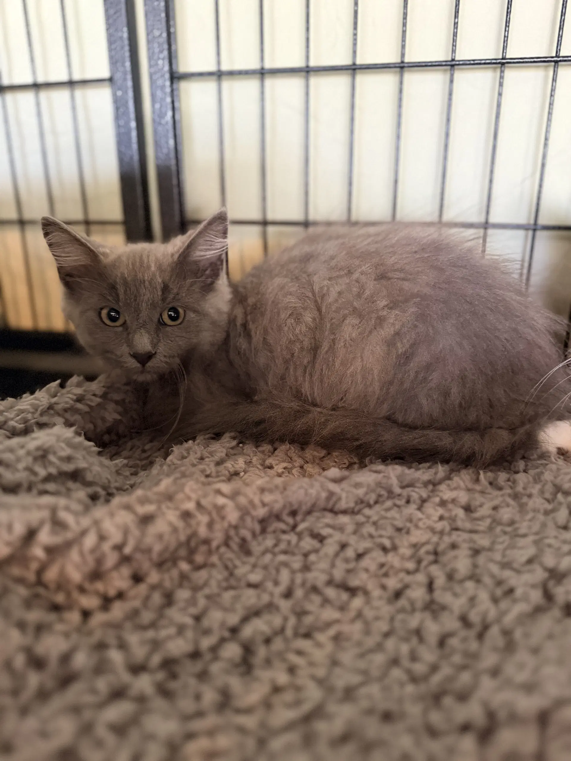 Becky - Domestic Long Hair