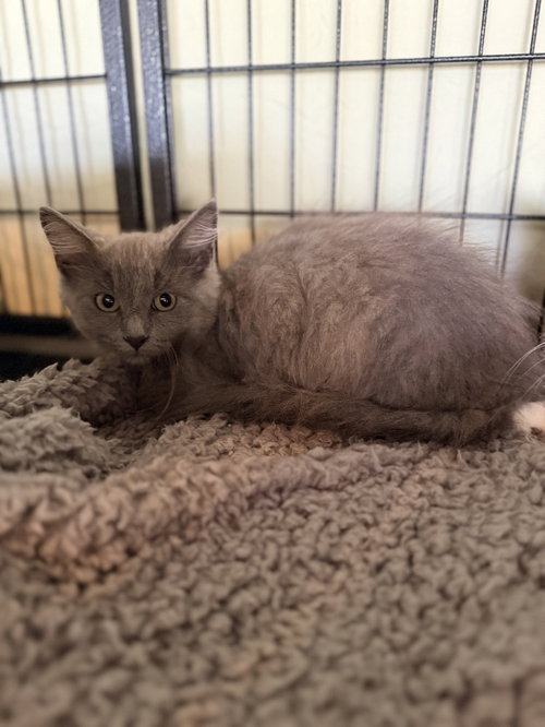 picture of the cat needing adoption