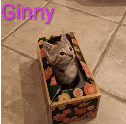 Ginny, an adoptable Tabby in Crown Point, IN
