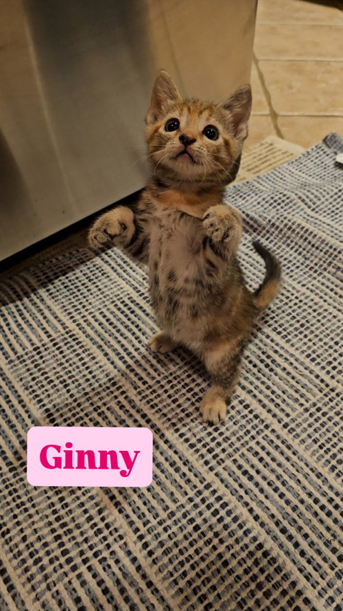 Ginny