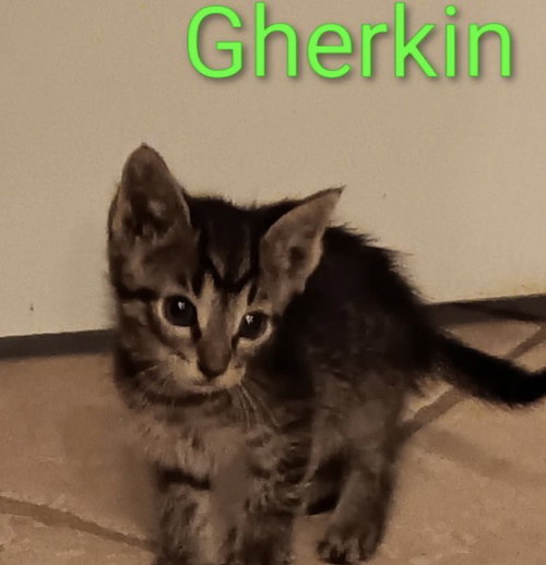 Gherkin, an adoptable Tabby in Crown Point, IN