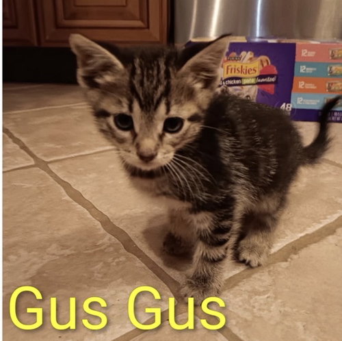 Gus Gus, an adoptable Tabby in Crown Point, IN