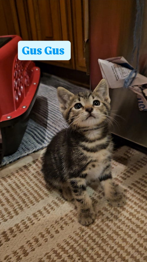 Gus Gus photo 2