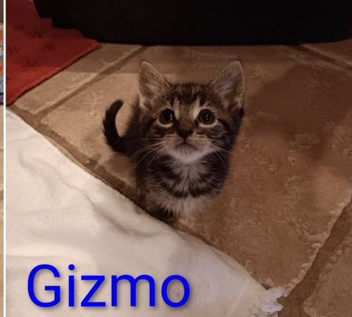 Gizmo, an adoptable Tabby in Crown Point, IN