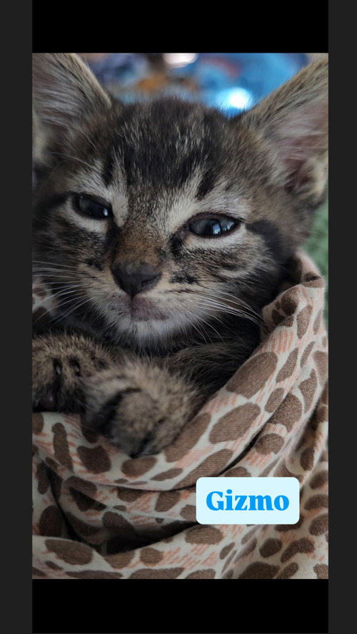 Gizmo