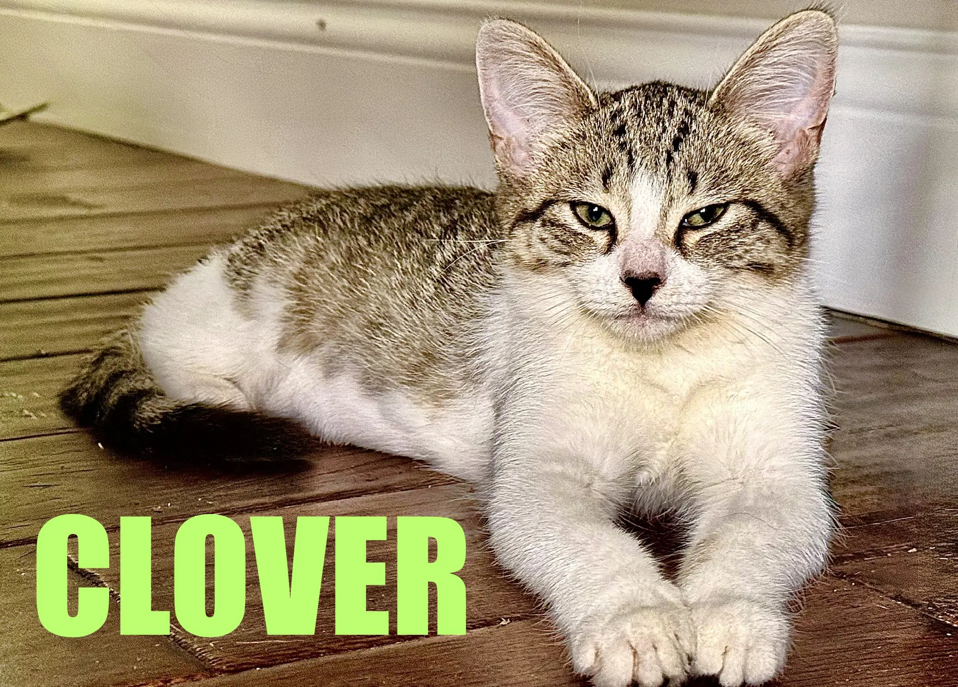 Clover - Domestic Short Hair