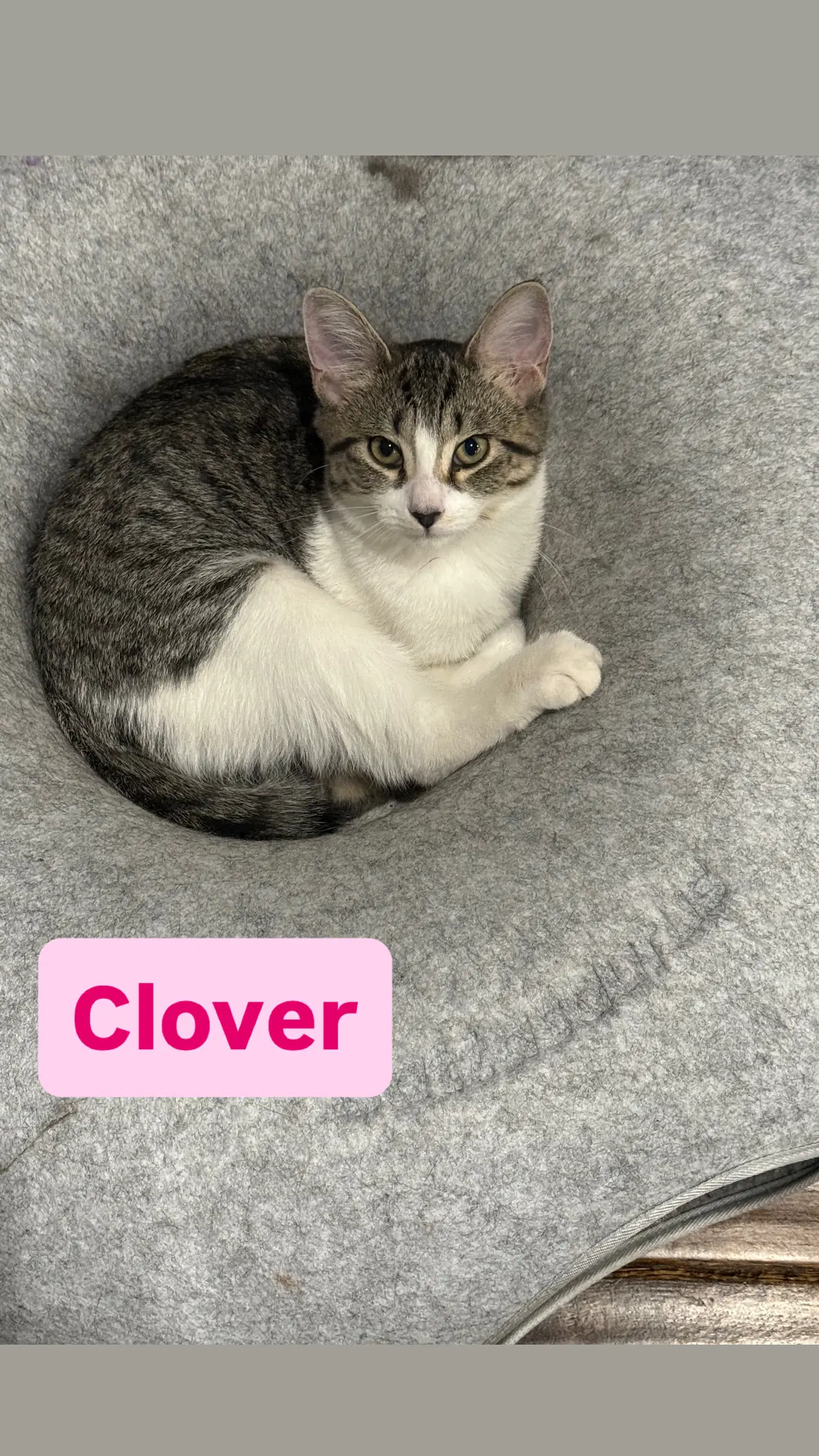 Clover - Domestic Short Hair