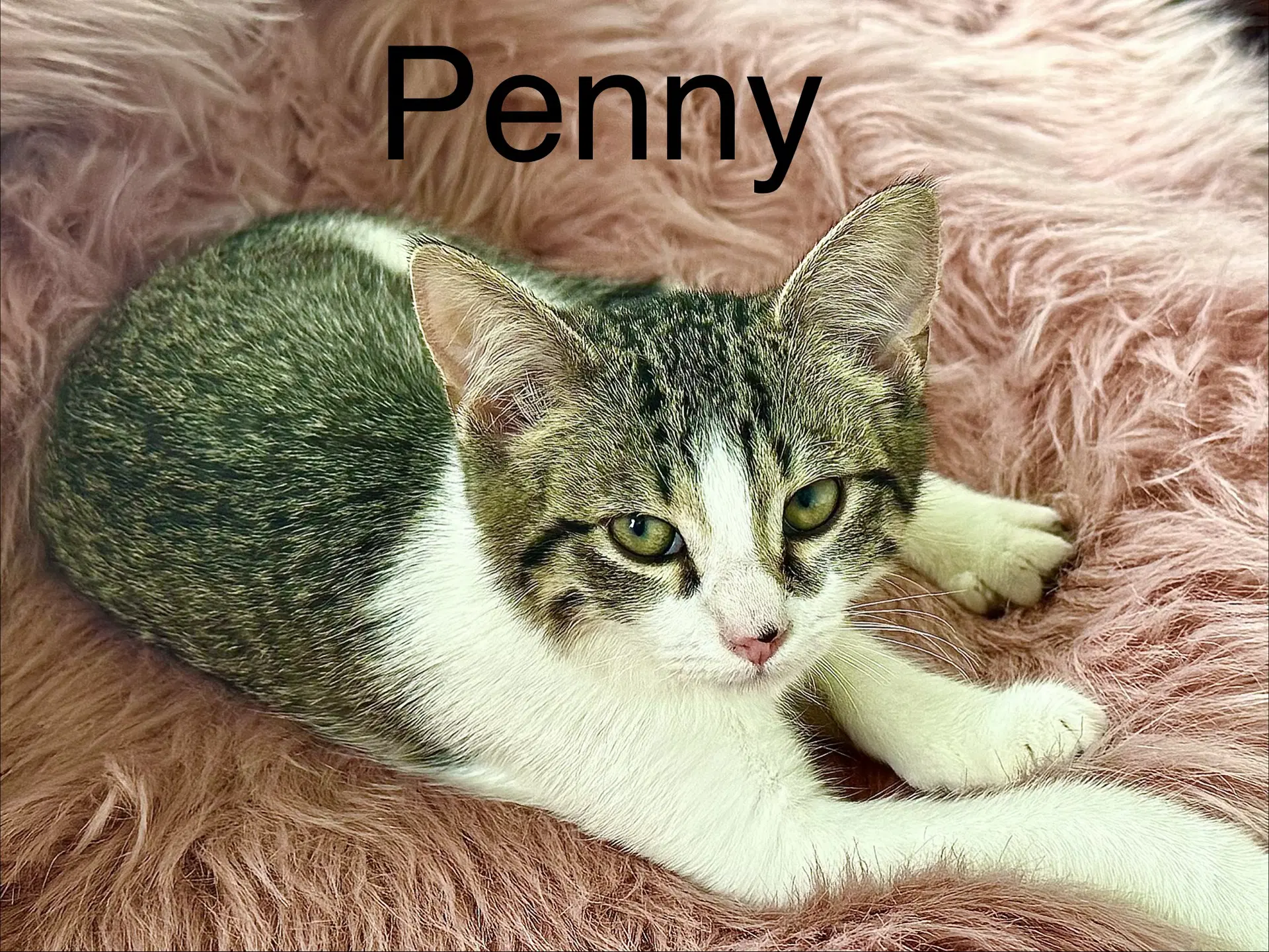 Penny - Domestic Medium Hair