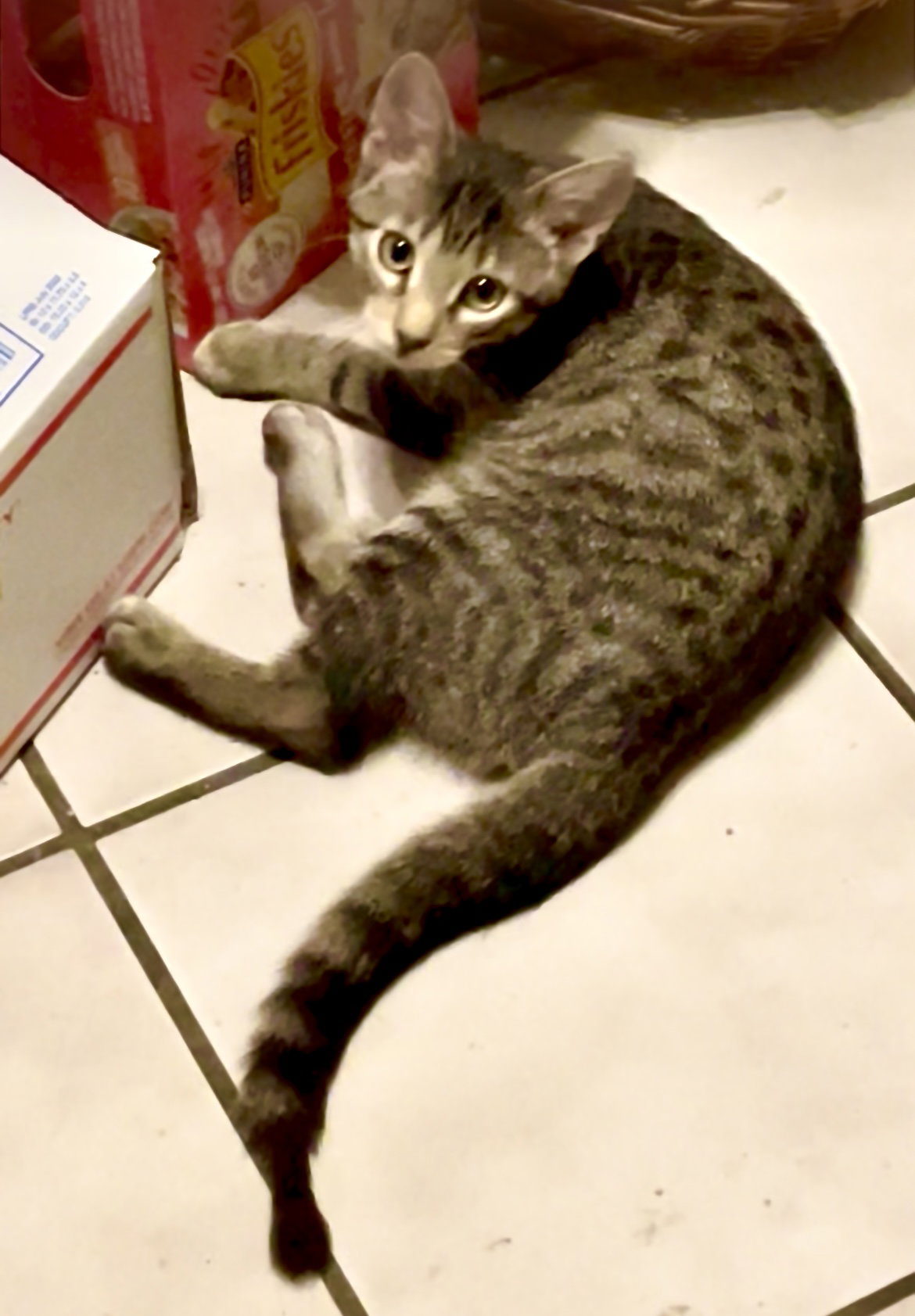 Arvee, Domestic Short Hair