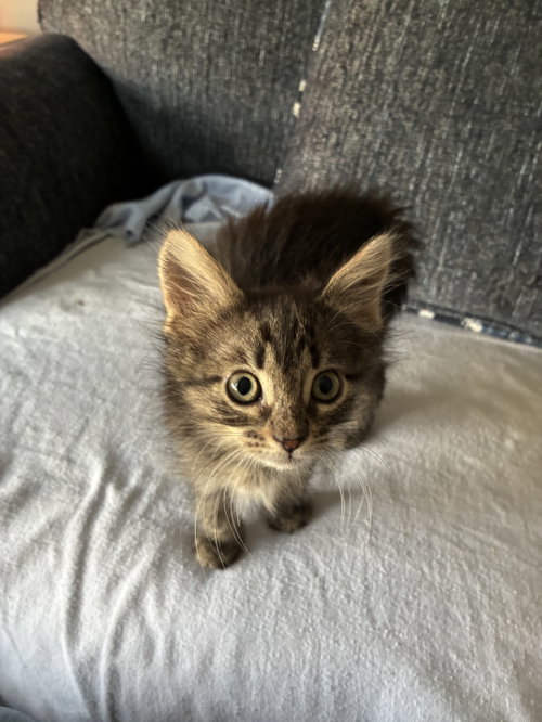 picture of the cat needing adoption