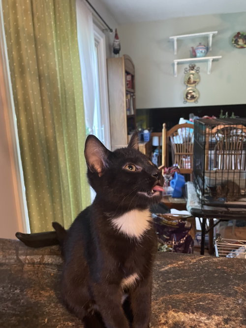 picture of the cat needing adoption
