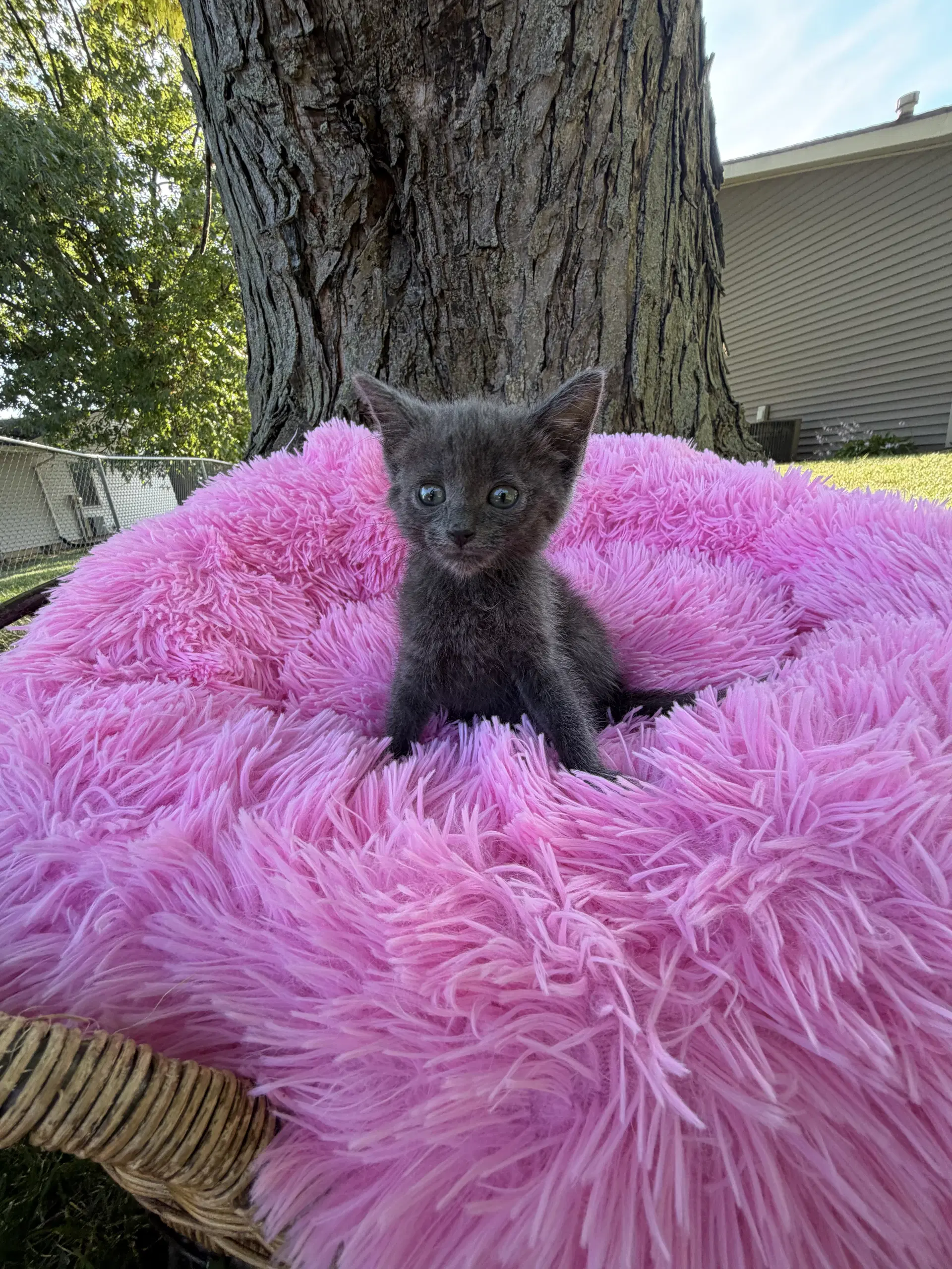 Nimbus - Russian Blue