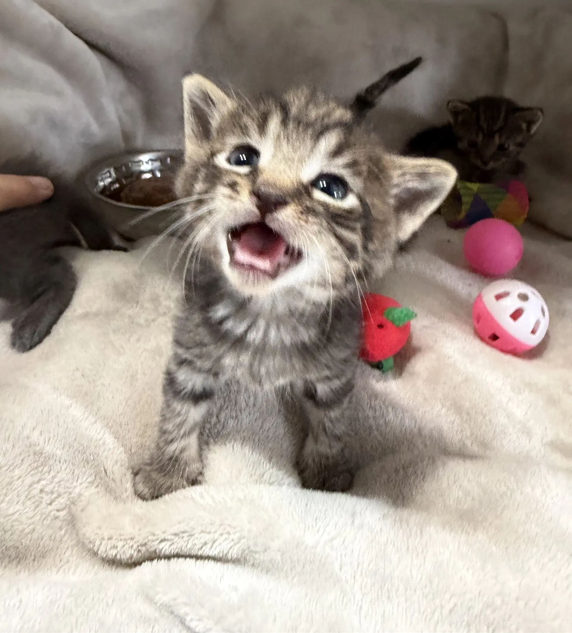 Maverick - Tabby