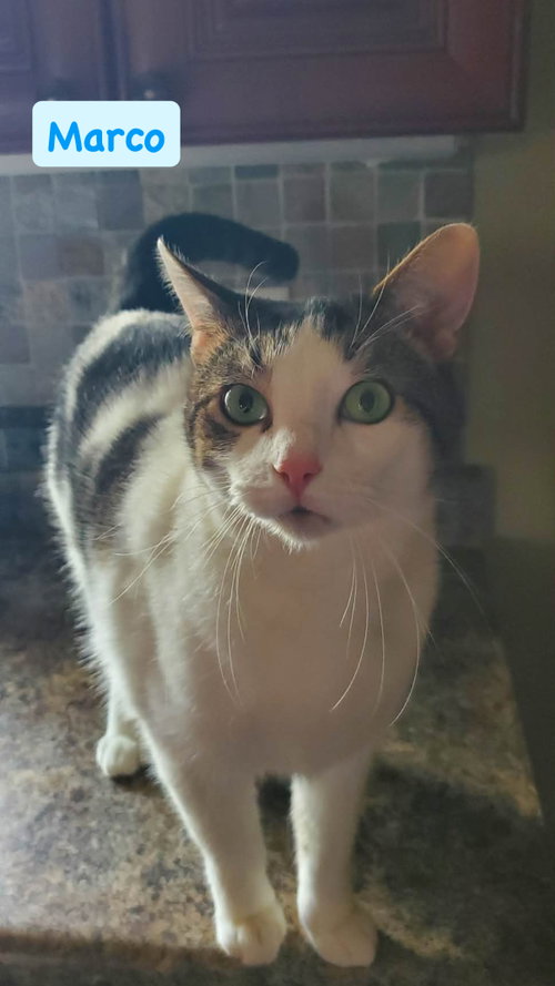 picture of the cat needing adoption