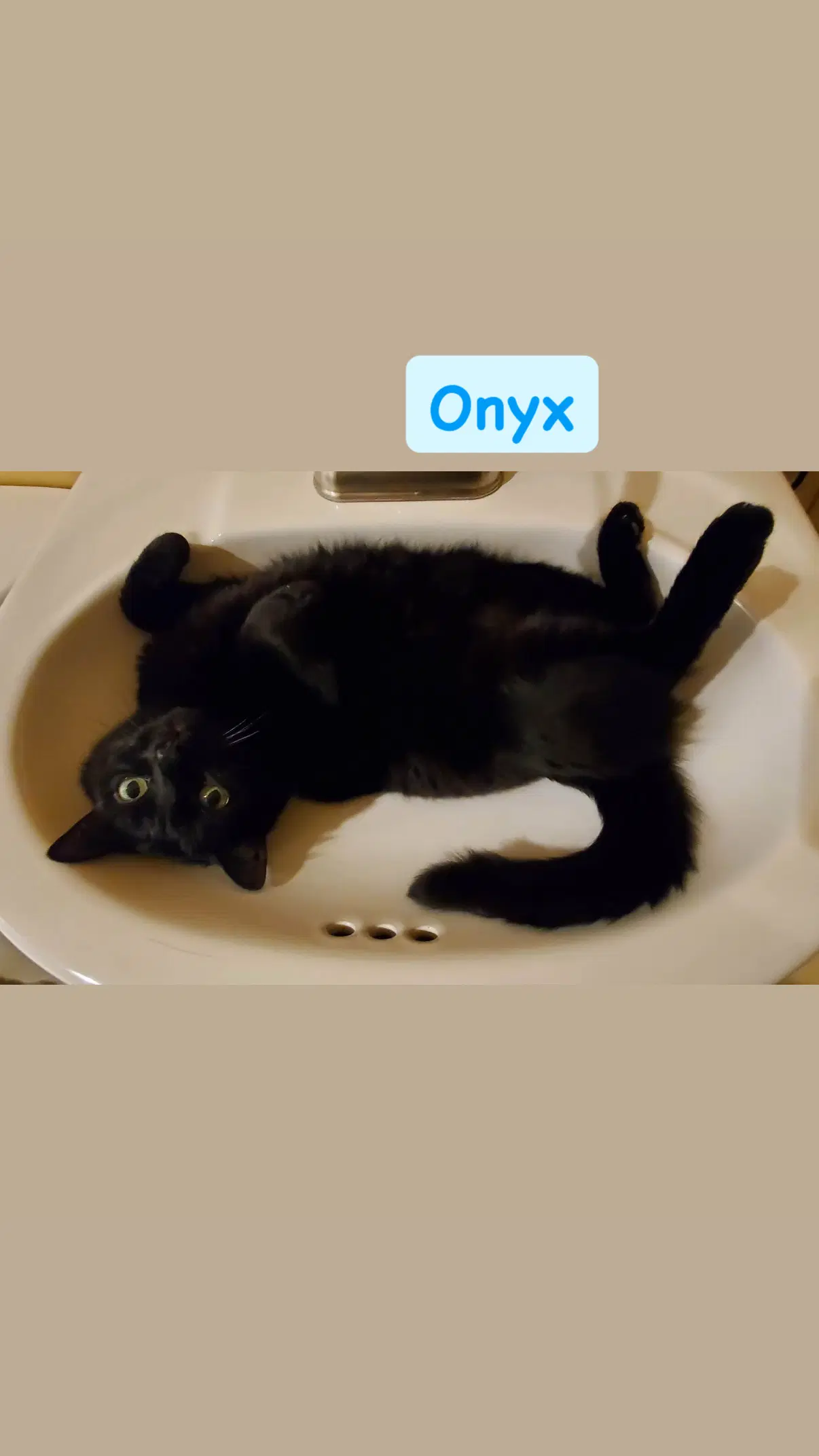 Onyx - Domestic Medium Hair