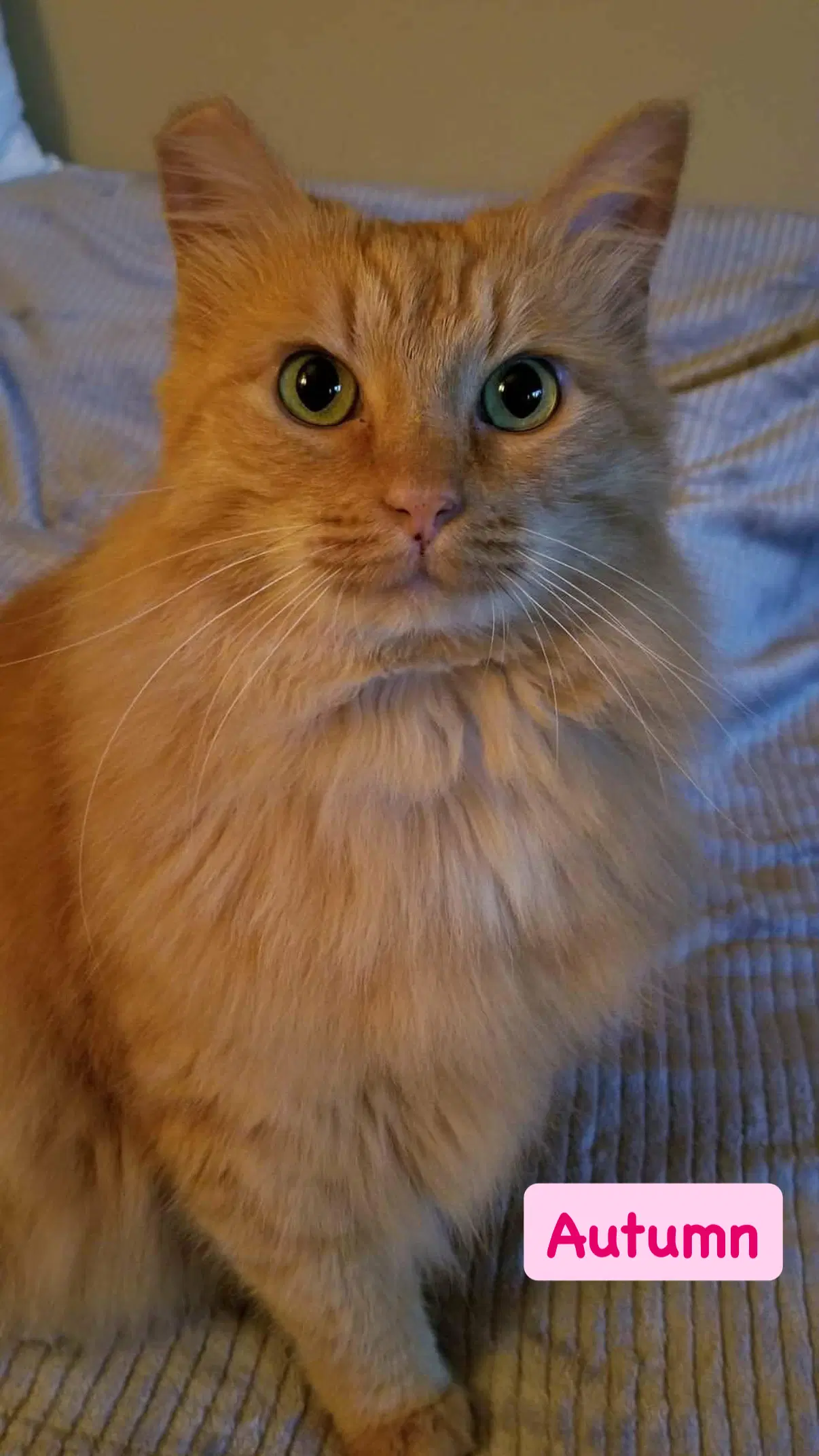 Autumn - Domestic Medium Hair