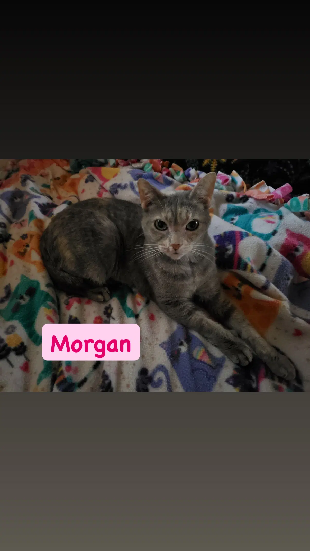 Morgan - Domestic Short Hair