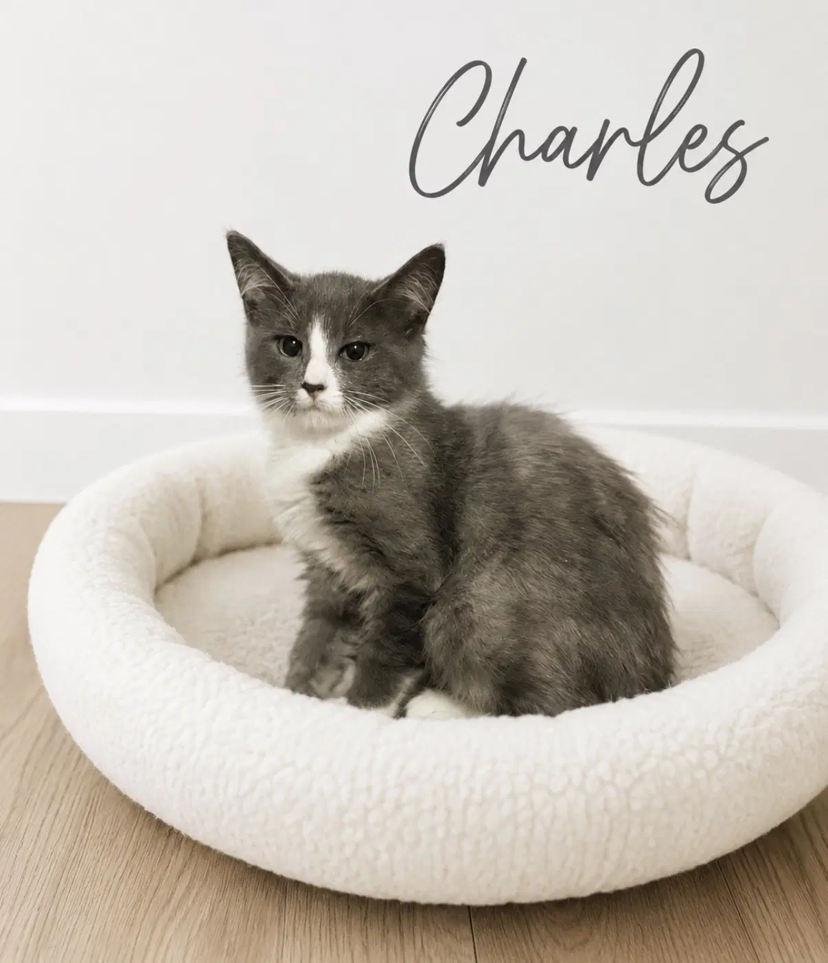 Charles - Domestic Long Hair
