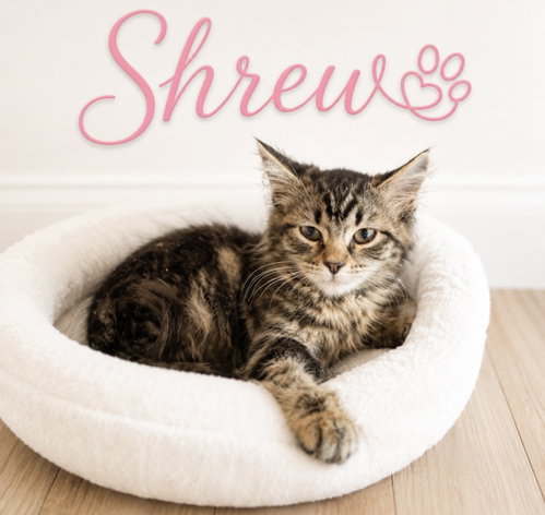 Shrew, a cat for adoption from Whiskers of Winfield