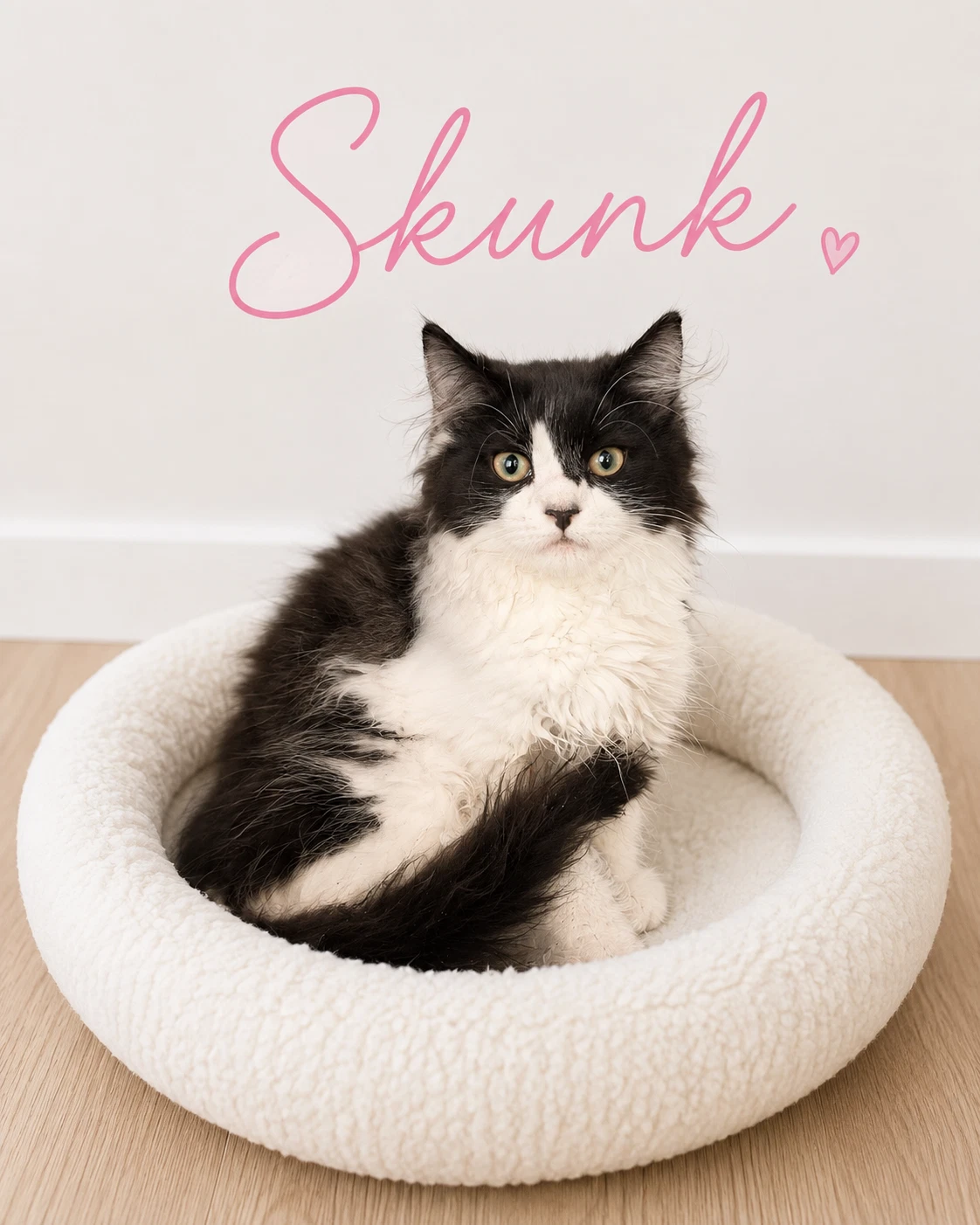 Skunk