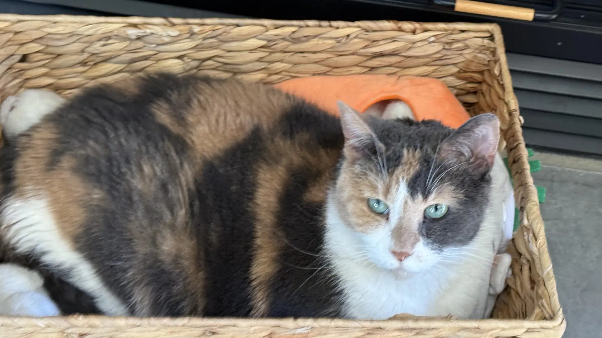 Quinn - Calico