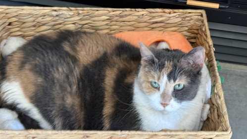 picture of the cat needing adoption