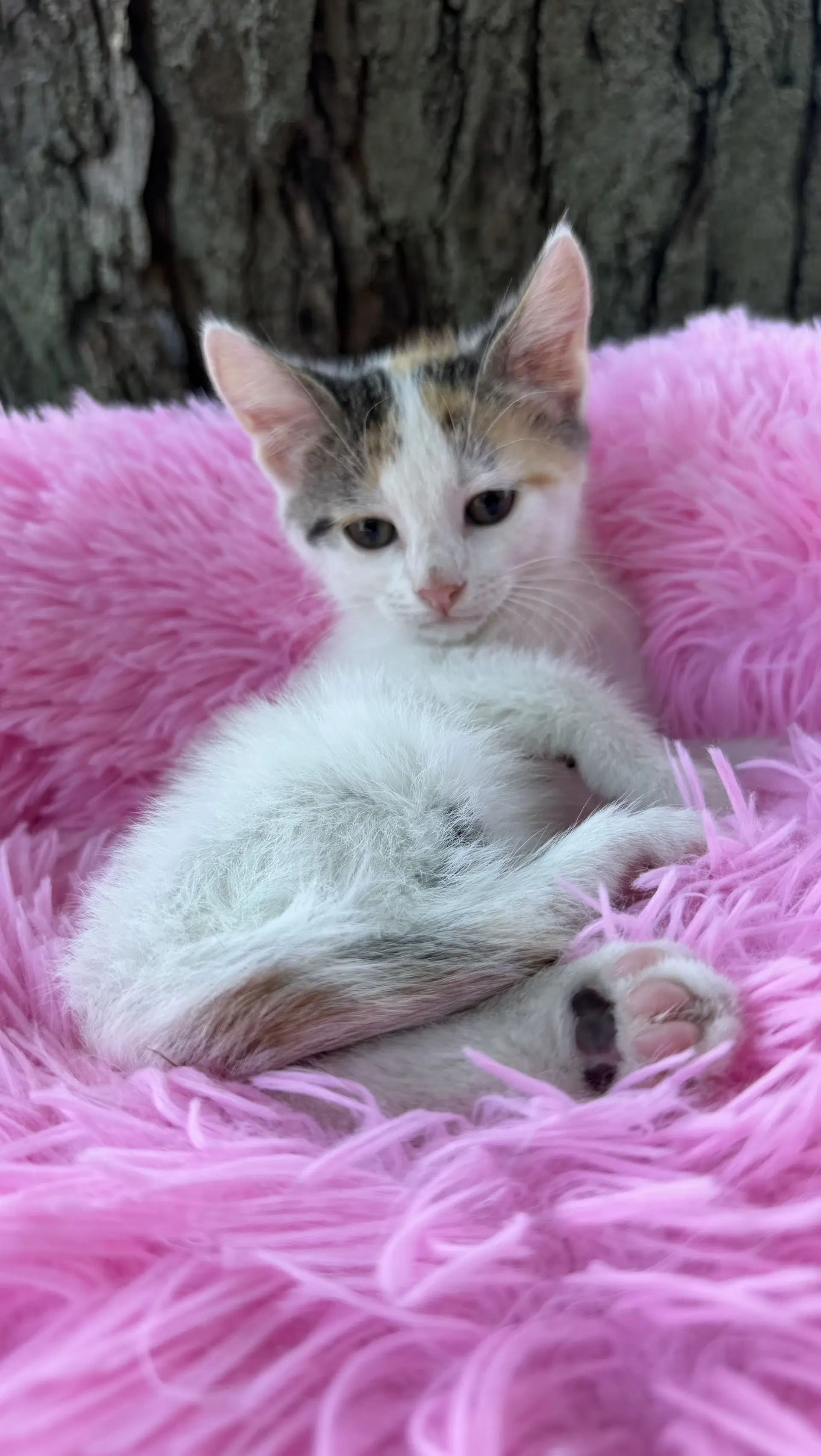 Nugget - Calico