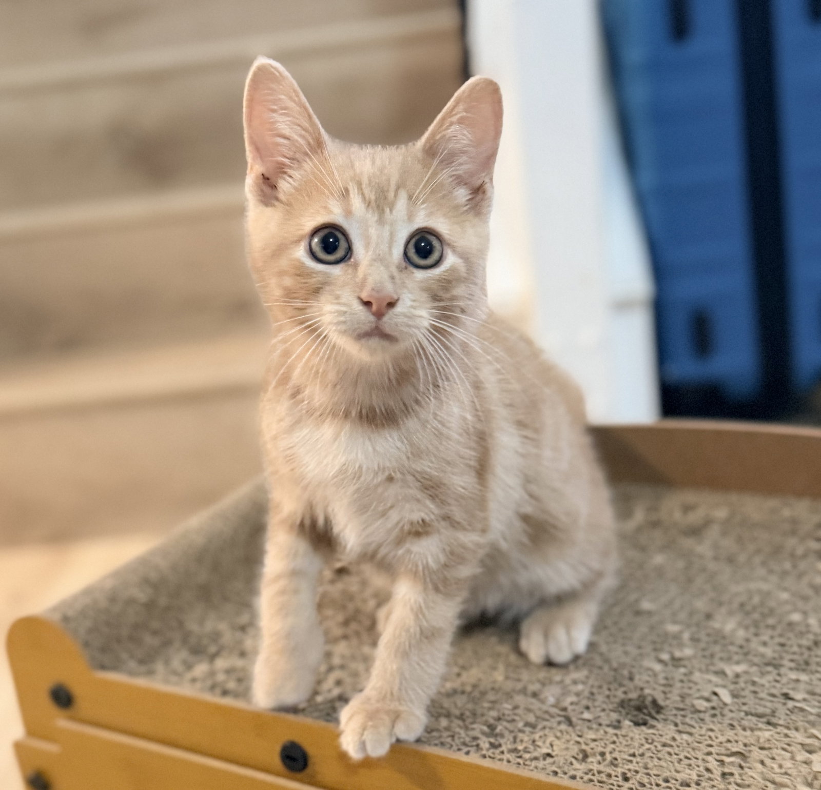Waffle, Domestic Short Hair